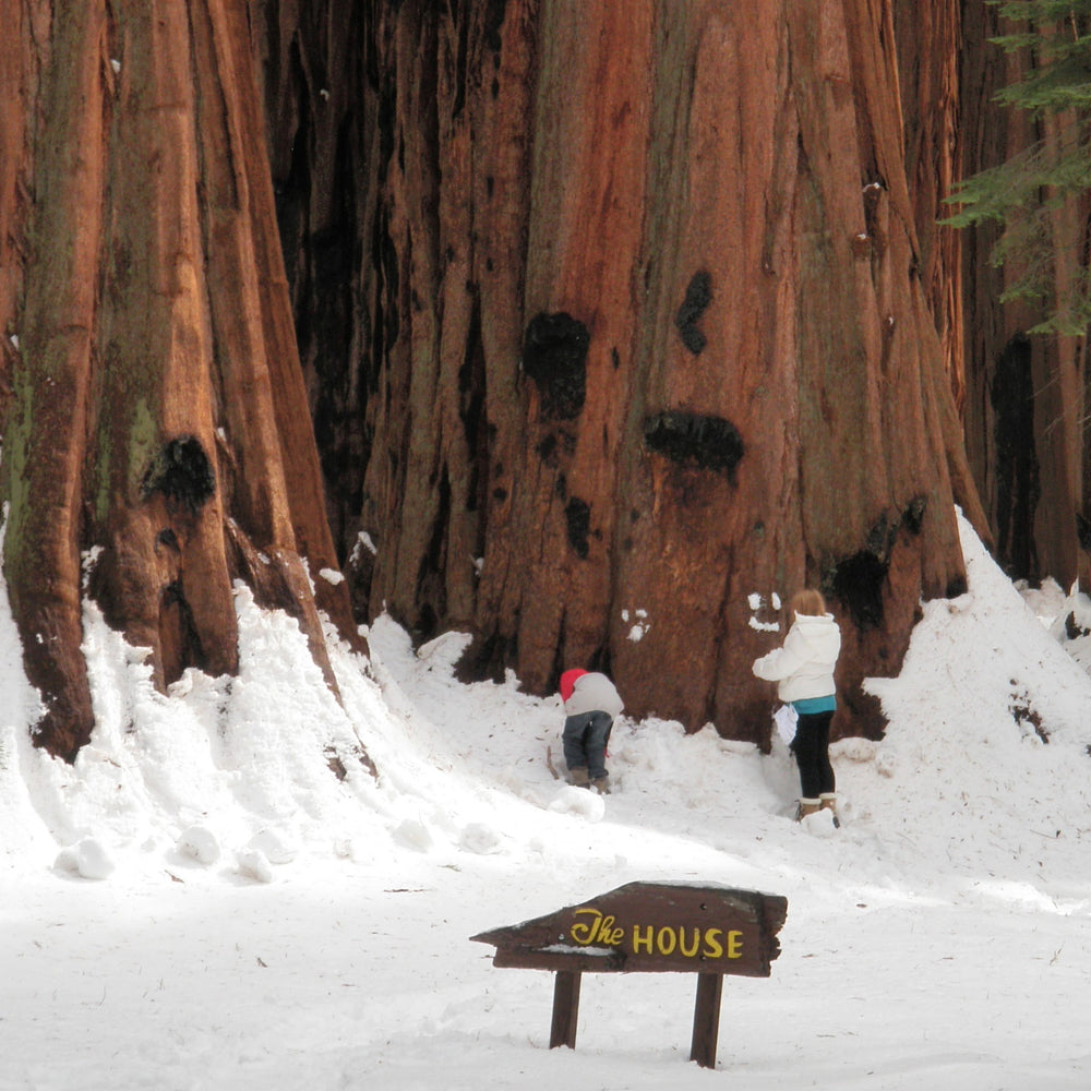 The House Group of Giant Sequoias in winter